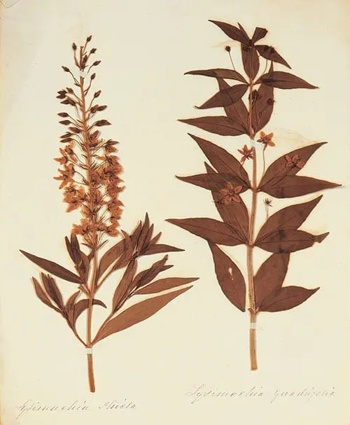 Lysimachia stricta and Lysimachia quadrifolia