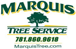 Marquis Tree logo